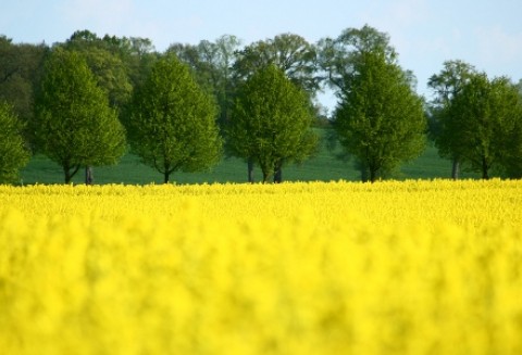Uprawom rzepaku zagraża czerń krzyżowych