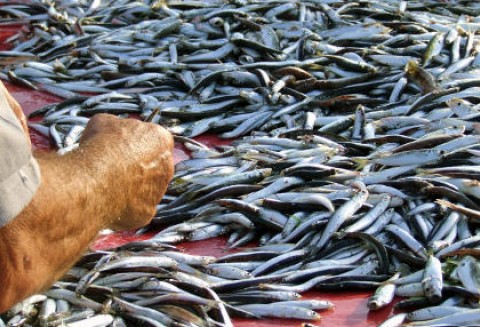 Branża rybna nie zarobi podczas nadchodzących świąt