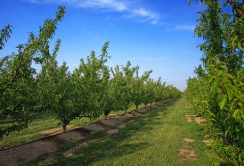 XVI Ogólnopolskie Spotkanie Sadowników w Grójcu