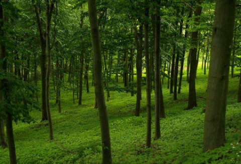 Komunikat dla rolników i właścicieli lasów