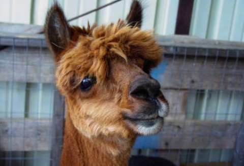 Hodowla inna niż wszystkie, czyli alpaki