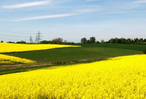 Ukraina – Spadek eksportu rzepaku