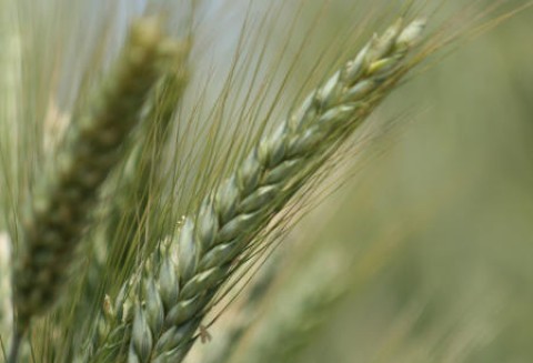 14.05.2012 Zboża - kolejny tydzień spadków na giełdach