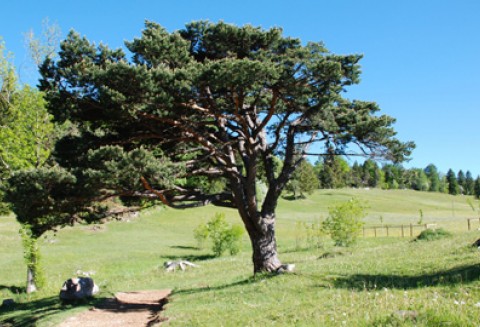 ARiMR przyjmuje wnioski o pomoc na zalesianie