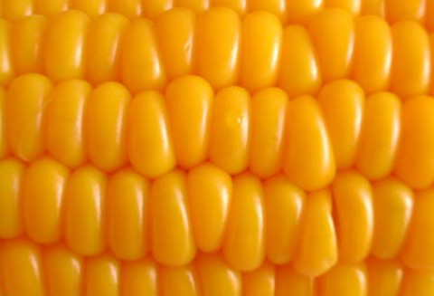 Uprawy kukurydzy GMO zakazane