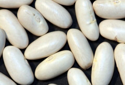 Chorwacja – Zbiory fasoli