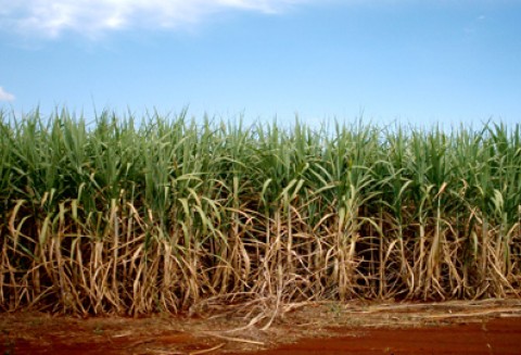 Brazylia powraca do E20 w związku z ograniczeniem krajowej produkcji etanolu