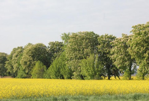 Notowania oleistych na giełdach światowych 31.05.2012