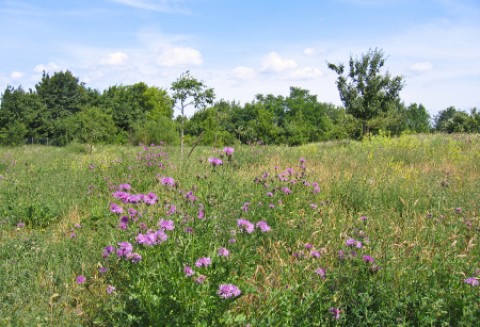 Wspólna Polityka Rolna 2014-2020 i zmiany w zazielenianiu