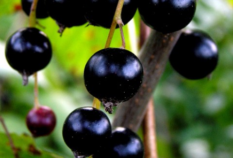 Niskie ceny czarnych porzeczek