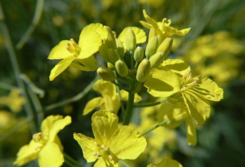 Miniony tydzień na rynku giełdowym oleistych – 30.01.2012