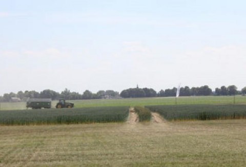 Ceny zbóż na giełdach światowych- 1.06.2012