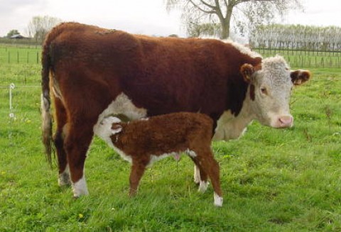 Brak zgody na zmiany wymagań dotyczących kwoty Hiltońskiej dla Brazylii