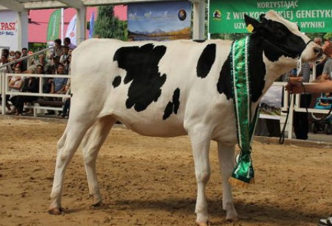 Już niedługo VII Ogólnopolska Wystawa Bydła Hodowlanego „Sielinko 2012”