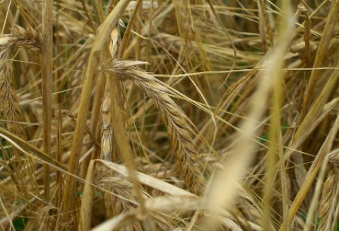 Miniony tydzień na giełdowym rynku zbóż - 21.11.2011