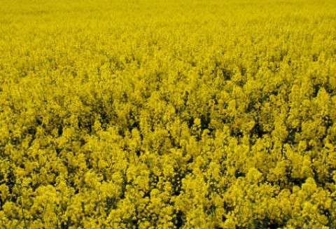 Ceny oleistych na giełdach światowych – 30.03.2012