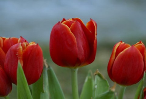 Targi krzewów, kwiatów, i nasadzeń, WIOSNA 2011