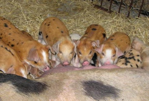 Lista laureatów XXV Wystawy Zwierząt Hodowlanych – trzoda chlewna