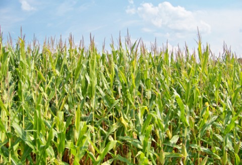Pierwsze w tym roku wykrycie zachodniej kukurydzianej stonki korzeniowej