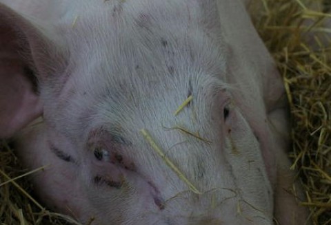 Nadzwyczajne posiedzenie Głównych Lekarzy Weterynarii UE