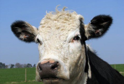 Argentyna – Spadek eksportu wołowiny o połowę