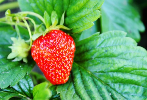 Z powodu przymrozków za truskawki możemy zapłacić powyżej 20 zł za kilogram