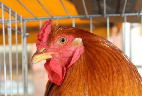 Nie będzie jaj z chowu klatkowego?