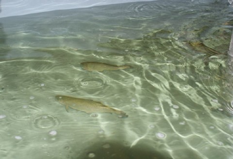 ARiMR wspiera rozwój sektora rybackiego i dba o równowagę w ekosystemie