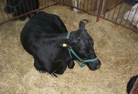 Polska wołowina pojedzie do ZEA