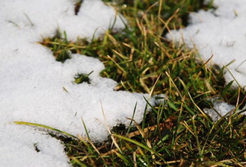 ARiMR prosi o jak najszybsze uzupełnienie wniosków o przyznanie pomocy na ponowne obsianie pól na których m.in. wymarzły uprawy