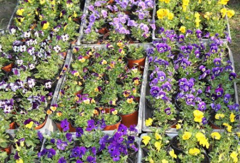 XIII Targi Rolno - Ogrodnicze w Przygodzicach