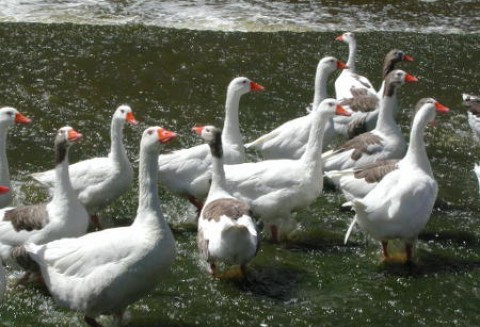 Czy będziemy musieli się pożegnać z kołdrą z pierza?