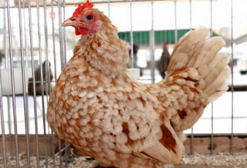 Co z tymi klatkami dla kur?