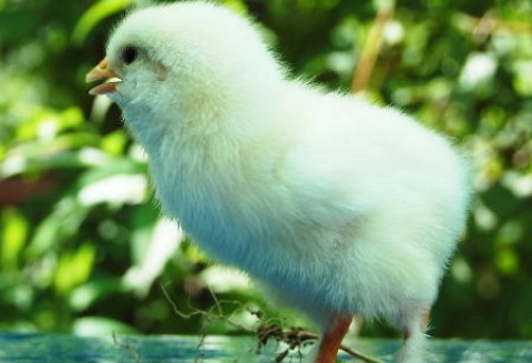 Wzrost eksportu unijnego drobiu