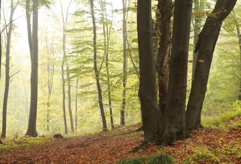 Od 10 listopada m.in. grupy producentów rolnych mogą składać wnioski o przyznanie pomocy z działania 