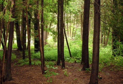 Już czas na złożenie wniosków o wypłatę wsparcia na grunty zalesione w ramach PROW 2007 - 2013