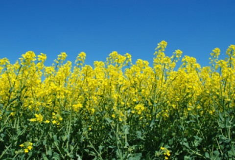Dekra nowym członkiem wspierającym Krajowej Izby Biopaliw