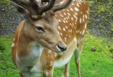 Akcja podania przeciwpasożytniczych produktów leczniczych weterynaryjnych kopytnym zwierzętom łownym na terytorium Republiki Czeskiej