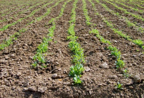 Dopłaty do materiału siewnego