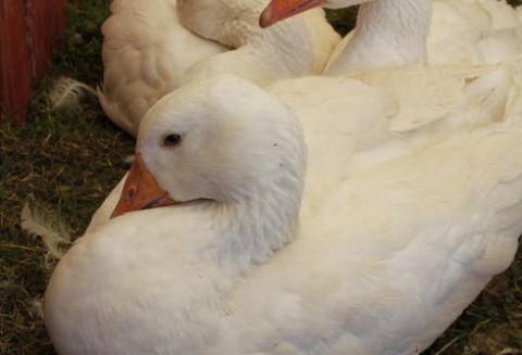 VIII Święto Gęsi w Biskupcu Pomorskim już niedługo