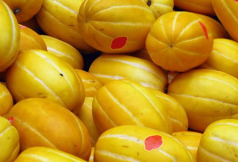 Europejskie zbiory melonów