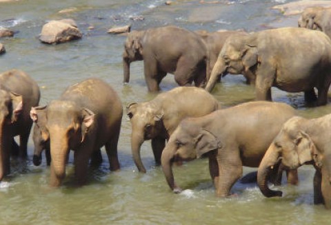 Australia – Na szkodniki – słonie?