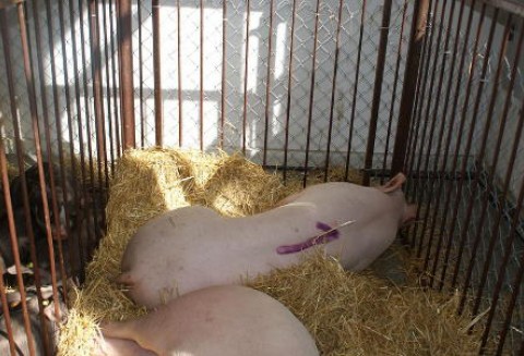 Rosja – Wzrost cen wieprzowiny