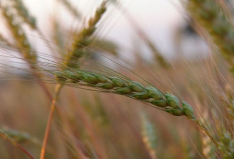 ARiMR rozpatruje wnioski o przyznanie pomocy na ponowne obsianie pól na których m.in. wymarzły uprawy