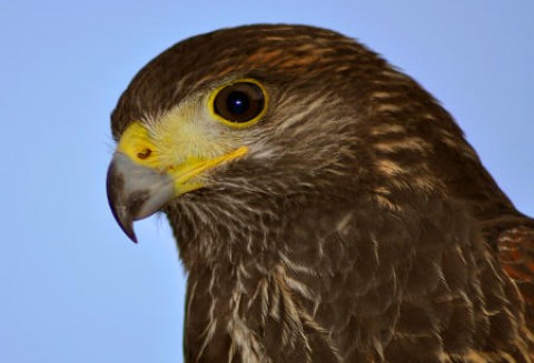 Czerwone jastrzębie sprawką rolnika