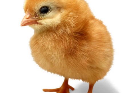 Japonia – Ptasia grypa nie odpuszcza, czyli likwidacja kolejnych tysięcy sztuk drobiu