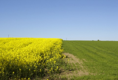 Zmiany w ubezpieczeniach upraw i zwierząt