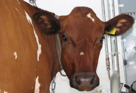 USA – Wzrost eksportu wołowiny