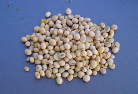 Chiny – Światowy lider w przetwórstwie oleistych