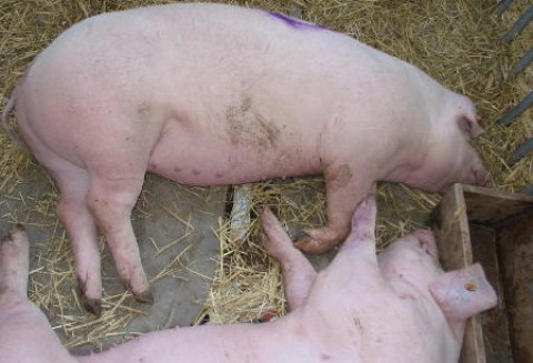 Nadzwyczajne posiedzenie grupy Głównych Lekarzy Weterynarii Państw Członkowskich Unii Europejskiej